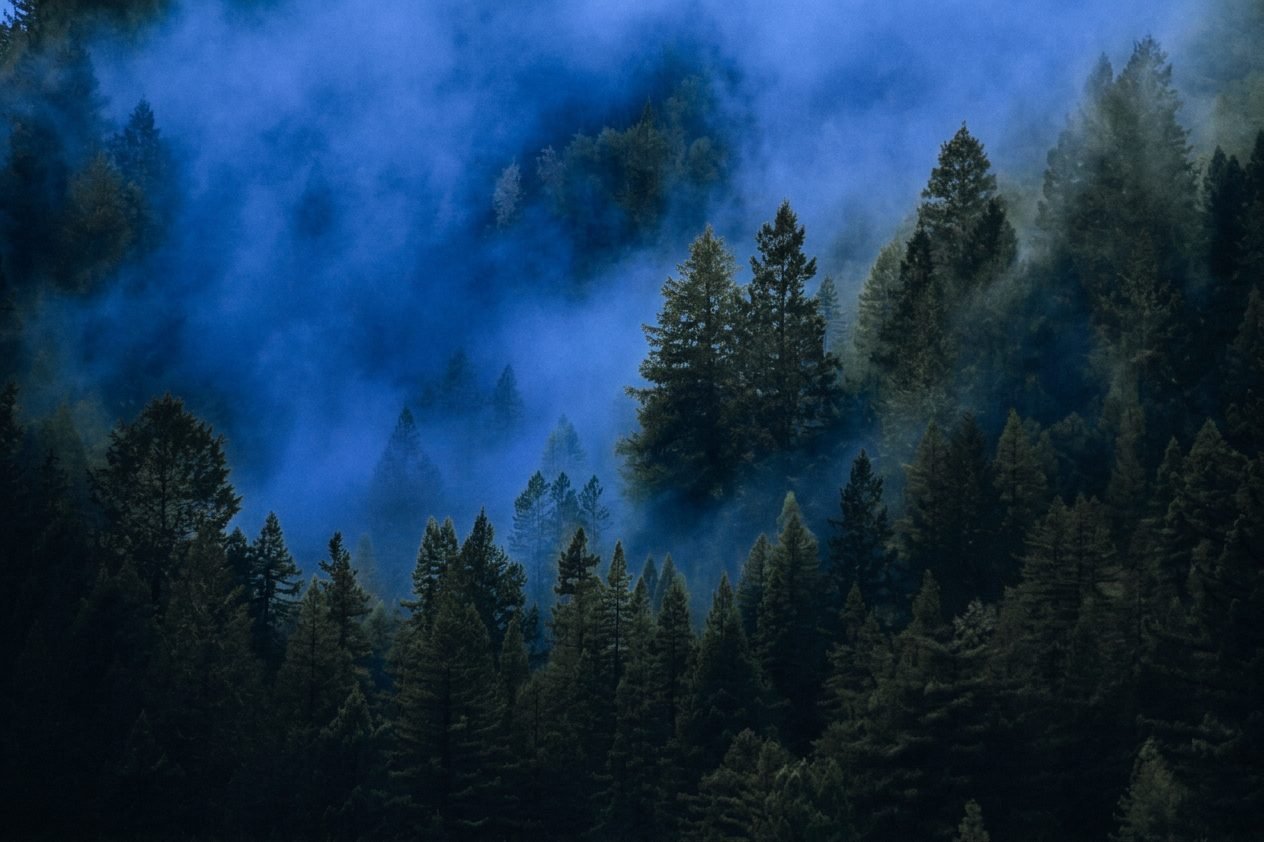 Baumkronen im Nebel
