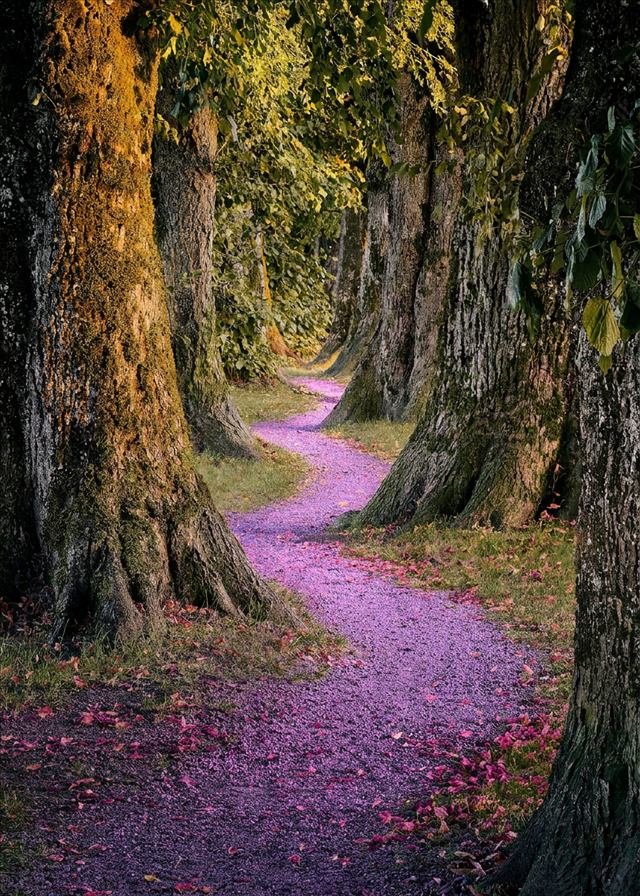 Ein violetter Trail windet sich zwischen alten, bemoosten Bäumen hindurch