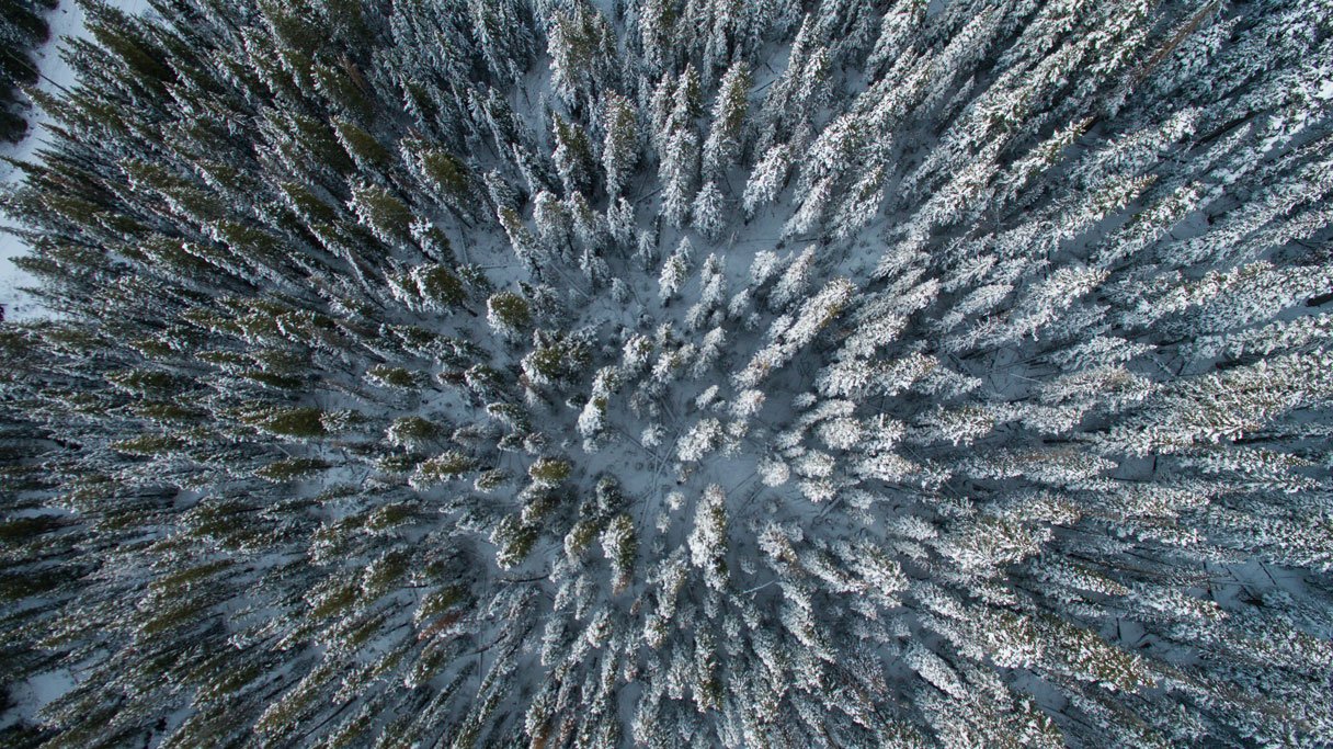 Verschneiter Wald von oben
