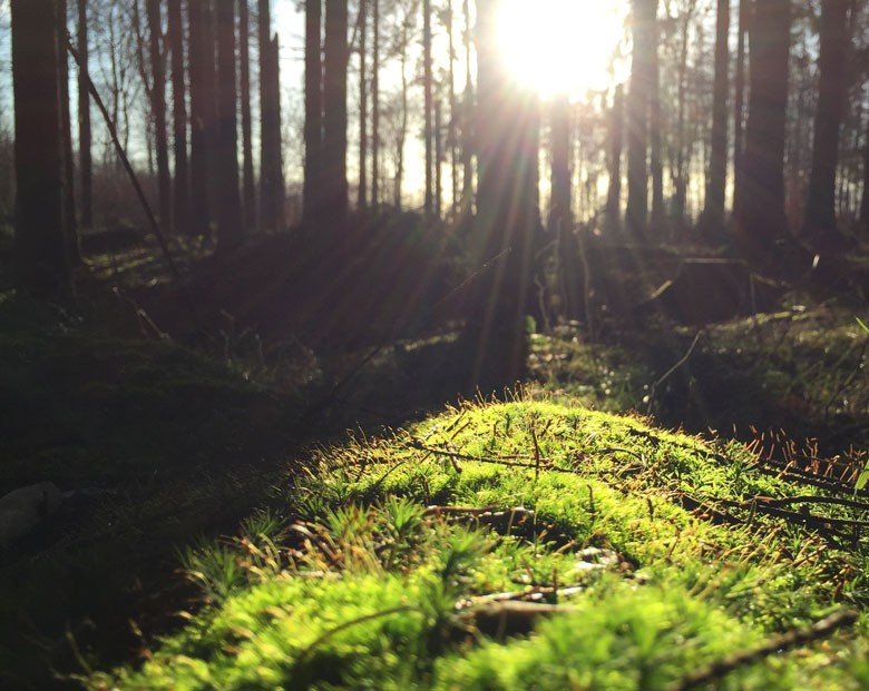 Sonnenlicht fällt auf moosigen Waldboden